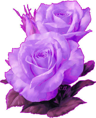 le rose