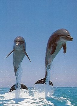 ma passion pour les dauphins