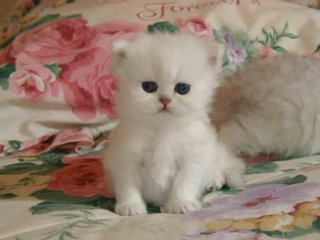 le p'tit chaton