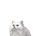le chat